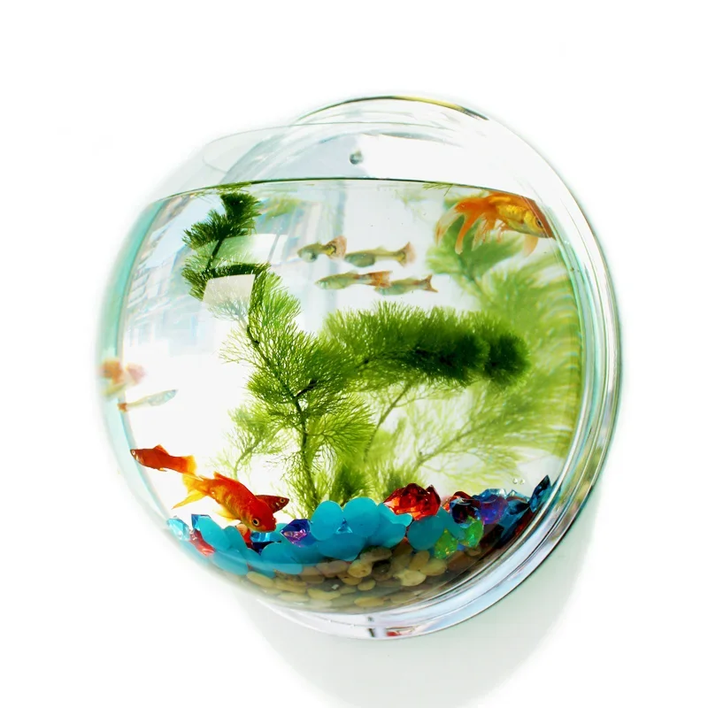 Pinsjar Acrylic Fish Bowl Wall - Aquarium Fish Betta ulasan dan harga