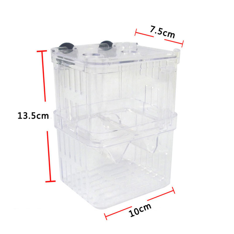 Peacock Fish Breeding Isolatio - Aquarium Fish Betta ulasan dan harga